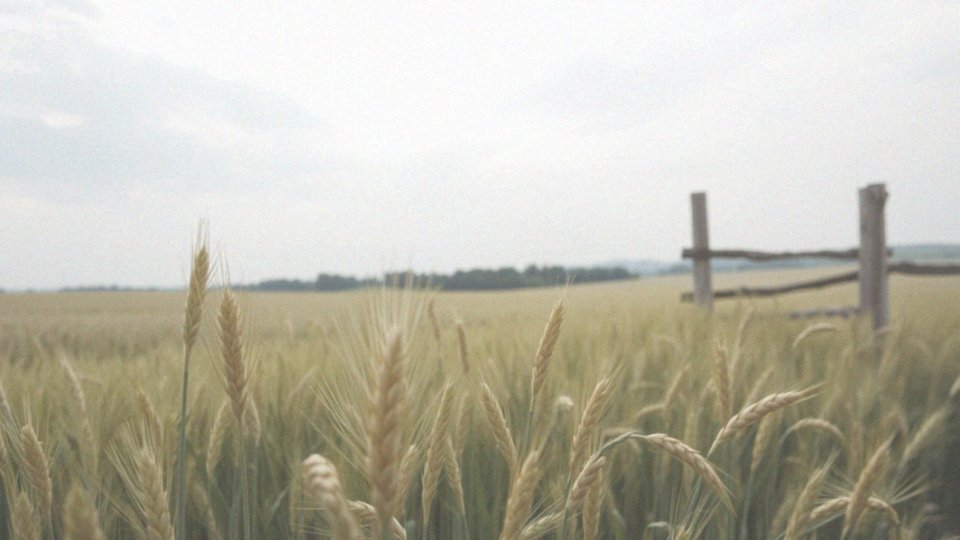 Jakie są ogólne właściwości prosa jako zboża?